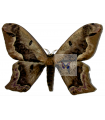 Arsenura sylla A.1/A.1-