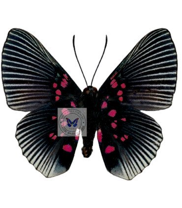 Riodinidae  Lyropteryx appollonia