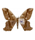 SATURNIIDAE2