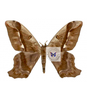 SATURNIIDAE2