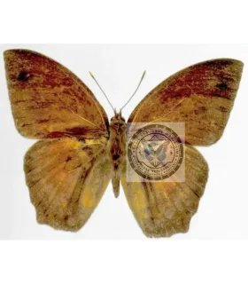 Brassolidae  Narope cyllabarus