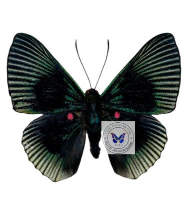 Riodinidae  Lyropteryx appollonia