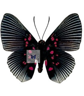 Riodinidae  Lyropteryx appollonia