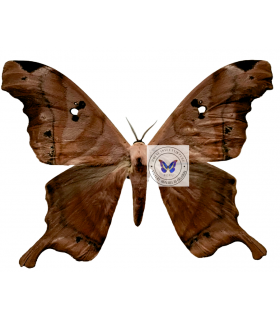 SATURNIIDAE2