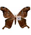 Dysdaemonia Boreas A.1/A.1-