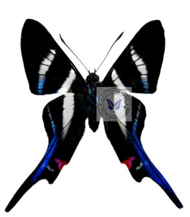 Riodinidae Rethus arcius