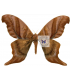 SATURNIIDAE2