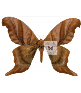 SATURNIIDAE2