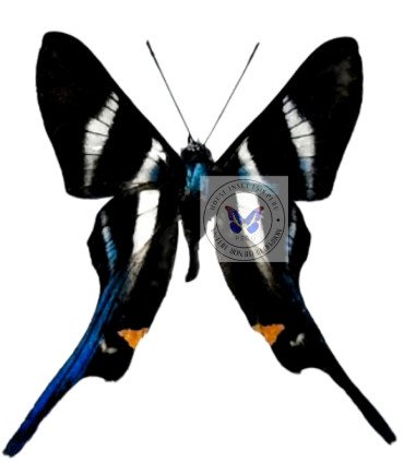 Riodinidae Rethus arcius