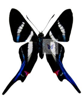 Riodinidae Rethus arcius