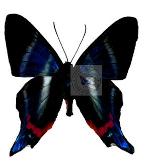 Riodinidae rethus dysonii