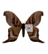 SATURNIIDAE2