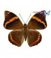 Osiphanes invirae