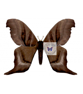 SATURNIIDAE2