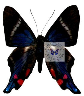 Riodinidae rethus Periander