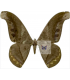 SATURNIIDAE2