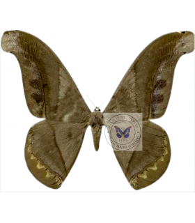 SATURNIIDAE2