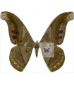Recynthes hermes