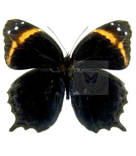 Brassolidae Opoptera Arsippe Bracteolata