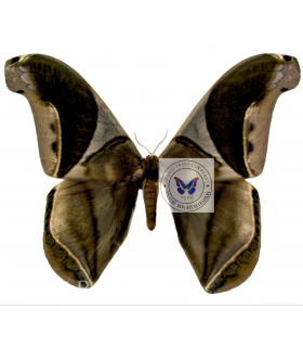 SATURNIIDAE2