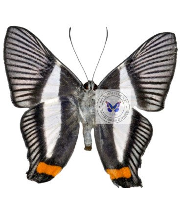 Riodinidae Siseme neurodes