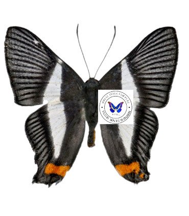 Riodinidae Siseme neurodes