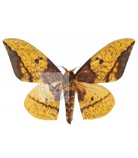 SATURNIIDAE4