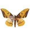 Eacles imperialis A.1/A.-1-