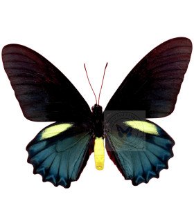 Papiliondae Battus Belus varus