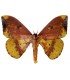 SATURNIIDAE4