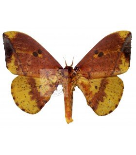 SATURNIIDAE4