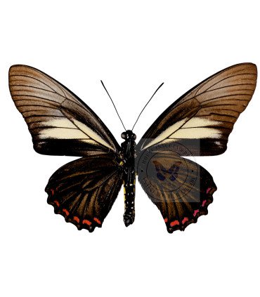 Papiliondae Battus Crassus