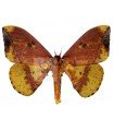Eacles ormondei A.1/A.1-