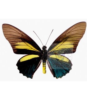 Papiliondae Battus Crassus