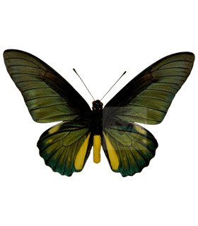 Papilionidae Battus Lycidas