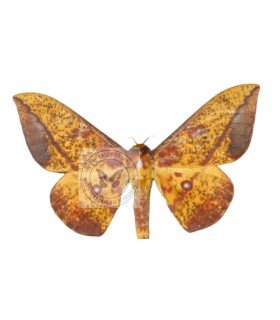 SATURNIIDAE4