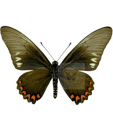 Papilionidae Battus Lycidas