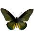 Papilionidae Battus Lycidas