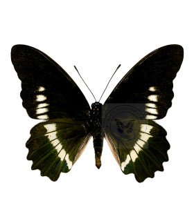 Papilionidae Battus Polydamas