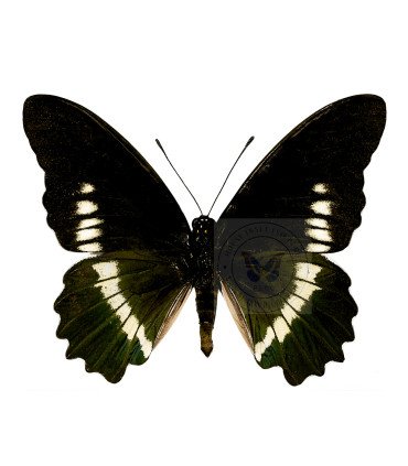 Papilionidae Battus Polydamas