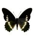 Papilionidae Battus Polydamas