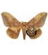 SATURNIIDAE4