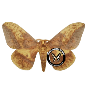 SATURNIIDAE4