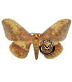 Eacles oslaris A.1/A.1-