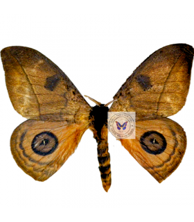 sarturniidae 5