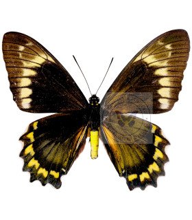 Papilionidae Battus madyes chlorodamas