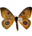 Automeris abdominalis