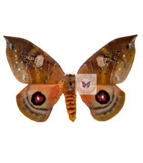 saturniidae 5
