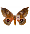 Automeris aulestes A.1/A.1-