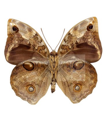 Brassolidae Opsiphanes Tamarindi